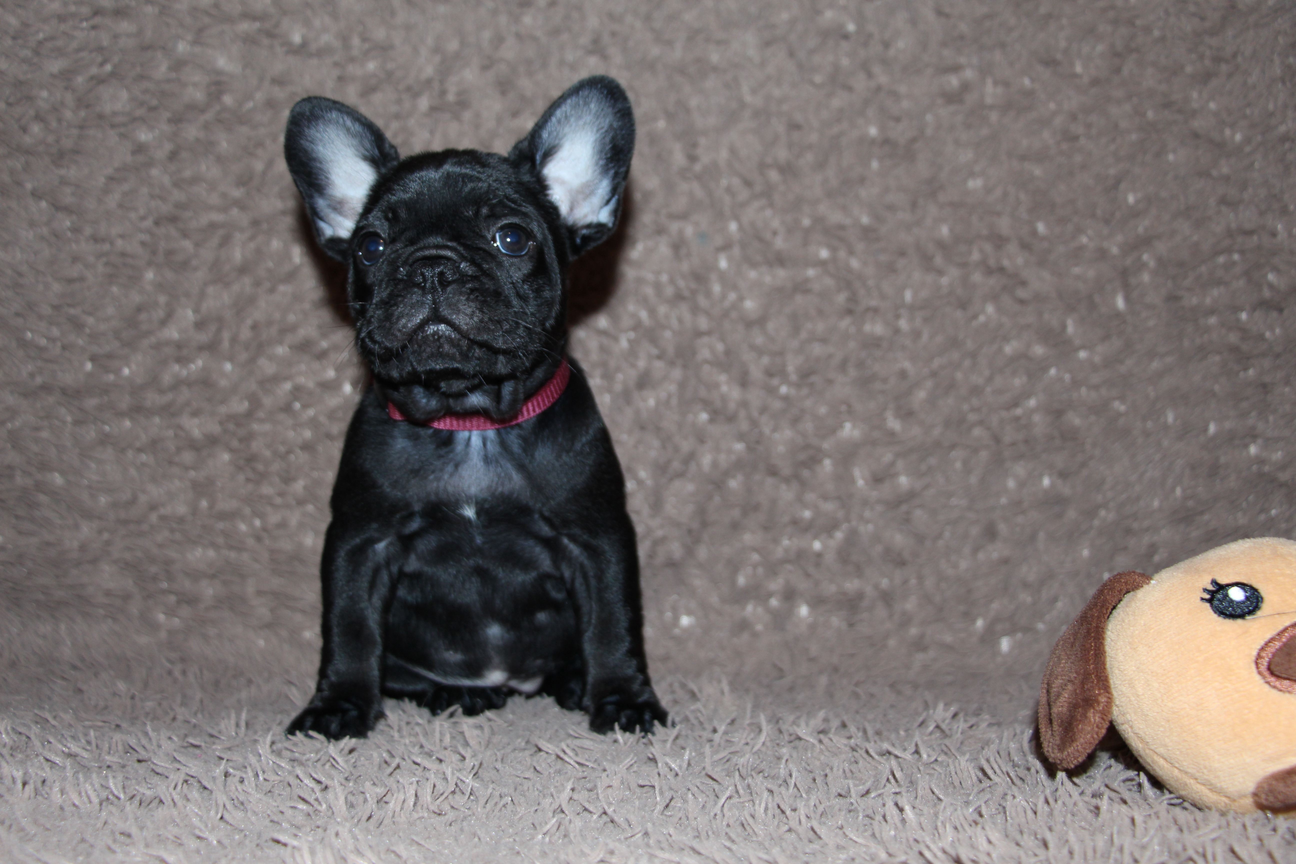 <svg class='purple'></svg> <b> Magic Molly</b> <svg class='purple'></svg>